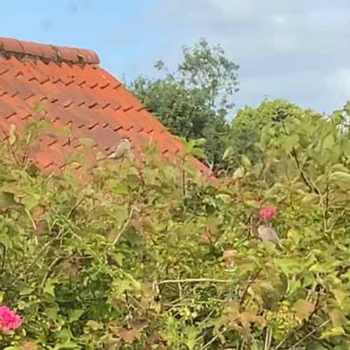 Little sparrows enjoying the last of the summer, a short film